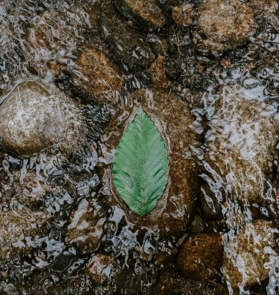 Floating leaf